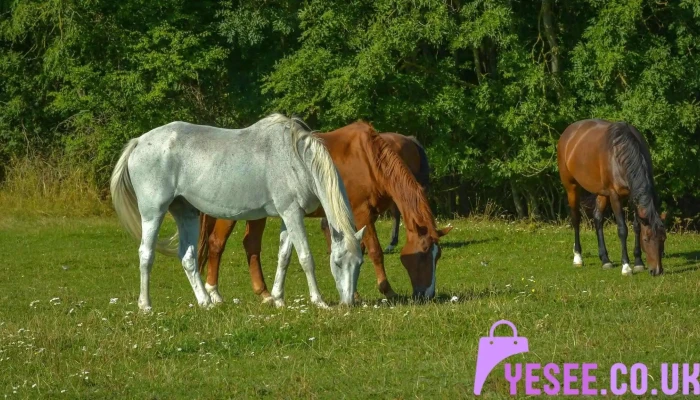 Ayr Equestrian -  All - Ayr