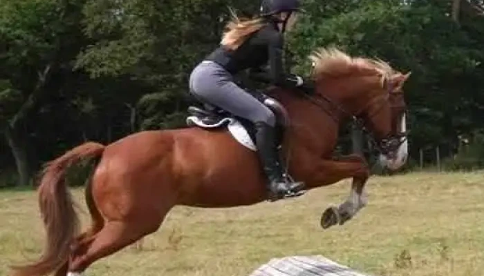 Ayr Equestrian -  By Owner - Ayr