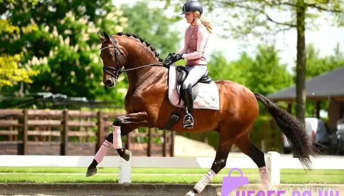 Donnadiva Equestrian Now Closed All - Bathgate