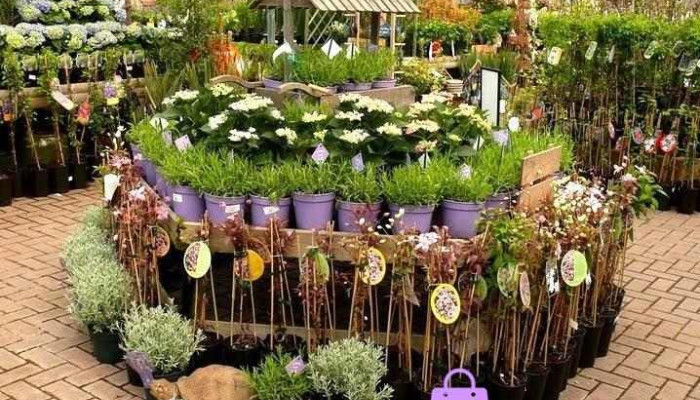 Pentland Plants -  Garden - Loanhead