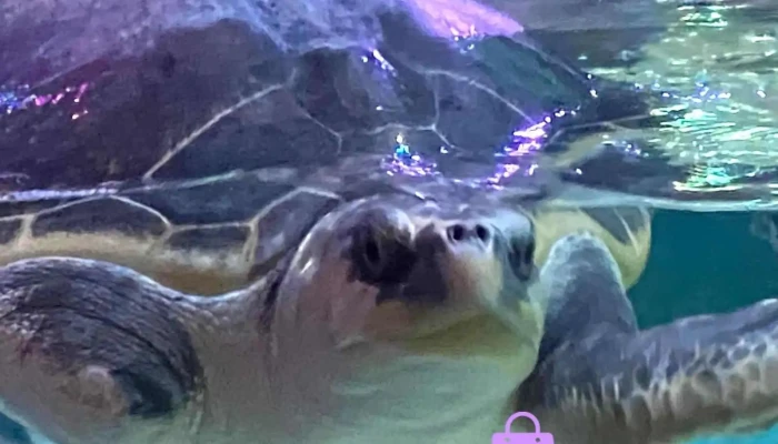 Sea Life Loch Lomond Aquarium -  Latest - Alexandria