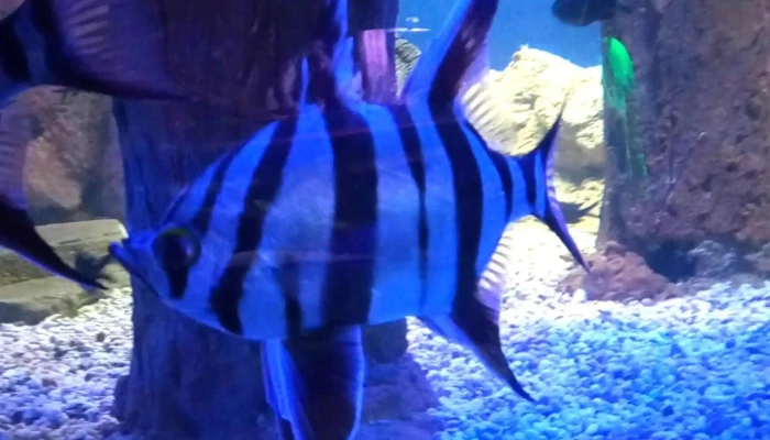 Sea Life Loch Lomond Aquarium -  Location - Alexandria