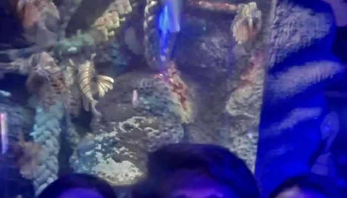 Sea Life Loch Lomond Aquarium -  Near Me - Alexandria