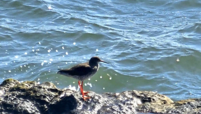 St Monans Tidal Pool -  Latest - Anstruther